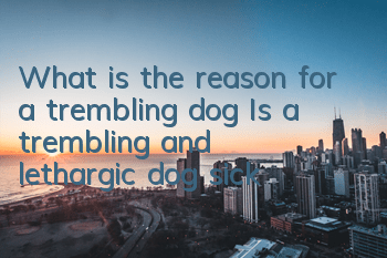 What is the reason for a trembling dog? Is a trembling and lethargic dog sick?