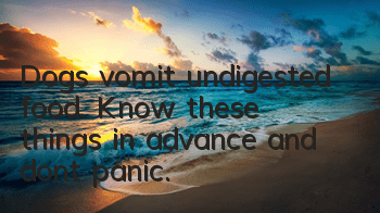 Dogs vomit undigested food. Know these things in advance and don’t panic.