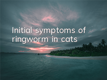 Initial symptoms of ringworm in cats