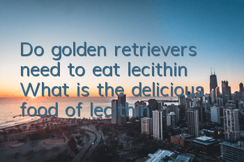 Do golden retrievers need to eat lecithin? What is the delicious food of lecithin?