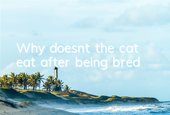 Why doesn’t the cat eat after being bred?