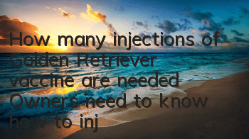 How many injections of Golden Retriever vaccine are needed? Owners need to know how to inject Golden Retriever vaccine!