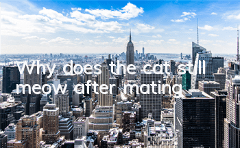 Why does the cat still meow after mating?