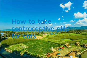 How to take contraceptive pills for cats