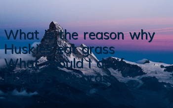 What is the reason why Huskies eat grass? What should I do if Huskies eat grass?
