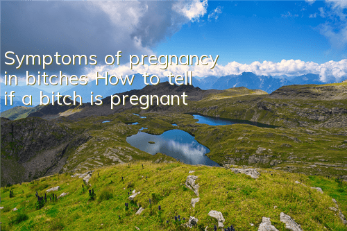 Symptoms of pregnancy in bitches How to tell if a bitch is pregnant