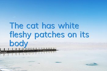 The cat has white fleshy patches on its body