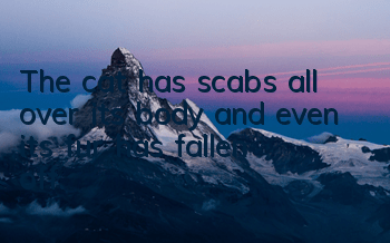The cat has scabs all over its body and even its fur has fallen off.