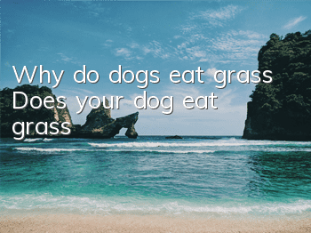 Why do dogs eat grass? Does your dog eat grass?