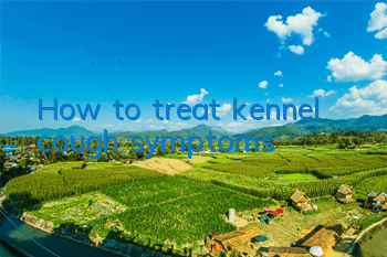 THow to treat kennel cough symptoms