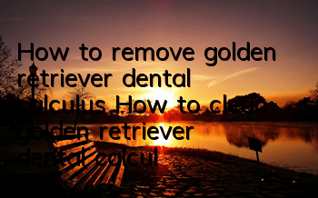 How to remove golden retriever dental calculus How to clean golden retriever dental calculus