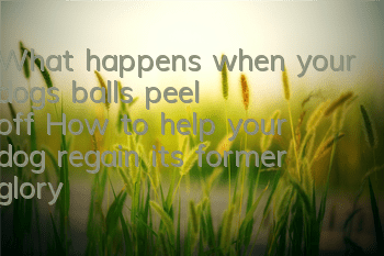 What happens when your dog’s balls peel off? How to help your dog regain its former glory?