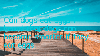 Can dogs eat eggs? I heard that dogs can become smarter if they eat eggs.