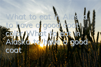 What to eat in Alaska to have a good coat color What to eat in Alaska to have a good coat