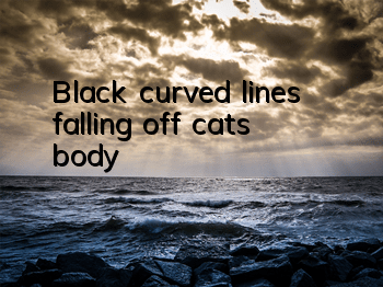 Black curved lines falling off cat's body