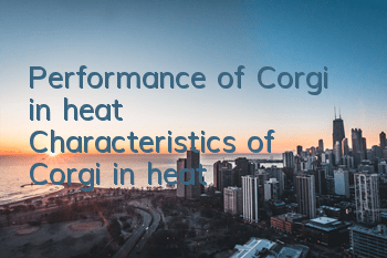 Performance of Corgi in heat Characteristics of Corgi in heat