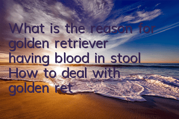What is the reason for golden retriever having blood in stool? How to deal with golden retriever having blood in stool