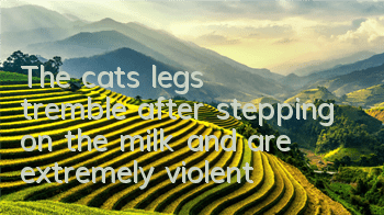 The cat’s legs tremble after stepping on the milk and are extremely violent