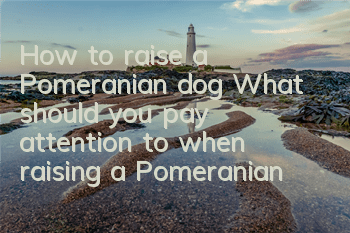 How to raise a Pomeranian dog? What should you pay attention to when raising a Pomeranian dog?