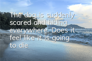 The dog is suddenly scared and hiding everywhere. Does it feel like it is going to die?
