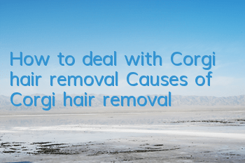 How to deal with Corgi hair removal Causes of Corgi hair removal