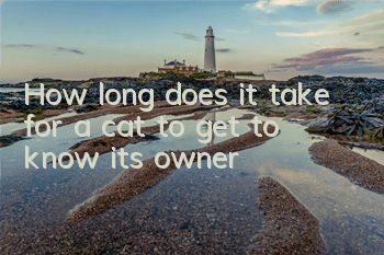 How long does it take for a cat to get to know its owner?