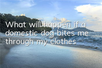 What will happen if a domestic dog bites me through my clothes?
