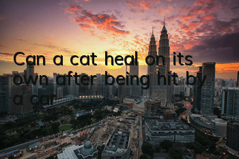 Can a cat heal on its own after being hit by a car?