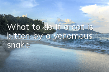 What to do if a cat is bitten by a venomous snake