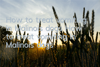 How to treat vomiting in Malinois dogs How to treat vomiting in Malinois dogs