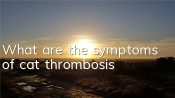 What are the symptoms of cat thrombosis?