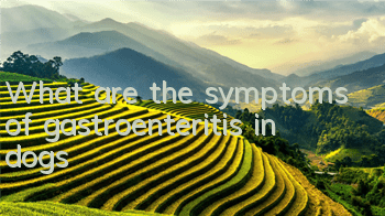 What are the symptoms of gastroenteritis in dogs?