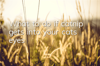 What to do if catnip gets into your cat’s eyes