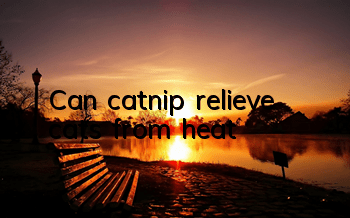 Can catnip relieve cats from heat?