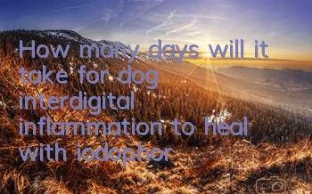 How many days will it take for dog interdigital inflammation to heal with iodophor?
