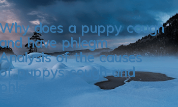 Why does a puppy cough and have phlegm? Analysis of the causes of puppy’s cough and phlegm