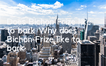 Does Bichon Frize like to bark? Why does Bichon Frize like to bark?