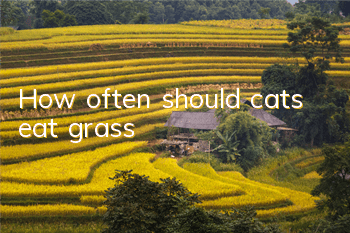 How often should cats eat grass?