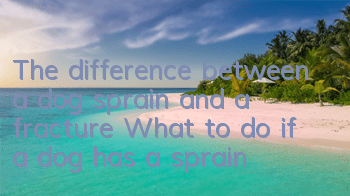The difference between a dog sprain and a fracture What to do if a dog has a sprain