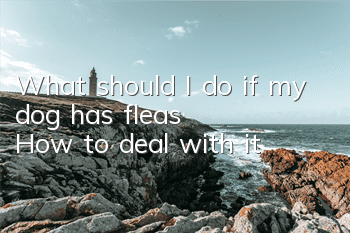 What should I do if my dog ​​has fleas? How to deal with it?
