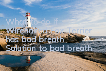 What to do if Wirehaired Fox Terrier has bad breath? Solution to bad breath