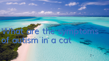 What are the symptoms of autism in a cat?