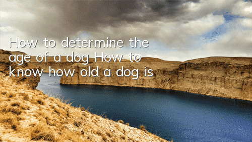 How to determine the age of a dog How to know how old a dog is?