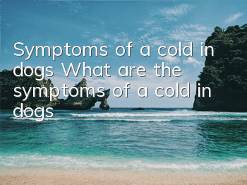 Symptoms of a cold in dogs What are the symptoms of a cold in dogs