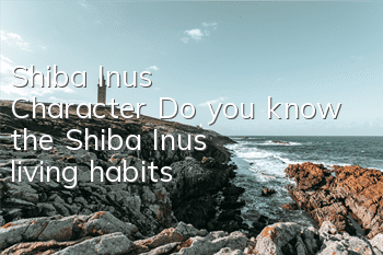 Shiba Inu’s Character Do you know the Shiba Inu’s living habits?
