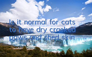 Is it normal for cats to have dry, cracked paws and shed skin?