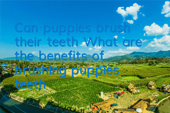 Can puppies brush their teeth? What are the benefits of brushing puppies’ teeth?