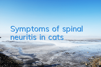 Symptoms of spinal neuritis in cats