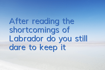 After reading the shortcomings of Labrador, do you still dare to keep it?