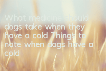 What medicine should dogs take when they have a cold? Things to note when dogs have a cold